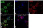 TOLLIP Antibody in Immunocytochemistry (ICC/IF)