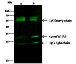 14-3-3 beta Antibody in Immunoprecipitation (IP)