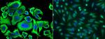 Aminoacylase Antibody in Immunocytochemistry (ICC/IF)