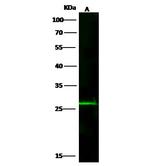 Adenylate Kinase 4 Antibody in Western Blot (WB)