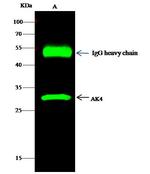 Adenylate Kinase 4 Antibody in Immunoprecipitation (IP)