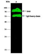 Human Serum Albumin Antibody in Immunoprecipitation (IP)