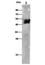 ALDH3A1 Antibody in Western Blot (WB)