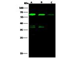 ALDH4A1 Antibody in Western Blot (WB)