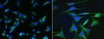 Apolipoprotein H Antibody in Immunocytochemistry (ICC/IF)