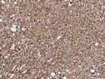 ASGR2 Antibody in Immunohistochemistry (Paraffin) (IHC (P))