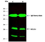 Bcl-xL Antibody in Immunoprecipitation (IP)