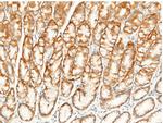 CD147 Antibody in Immunohistochemistry (Paraffin) (IHC (P))