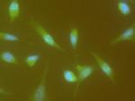 Cyclin A1 Antibody in Immunocytochemistry (ICC/IF)