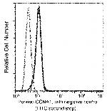 Cyclin A1 Antibody in Flow Cytometry (Flow)