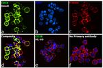 CD38 Antibody in Immunocytochemistry (ICC/IF)