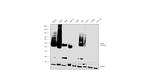 CD38 Antibody in Western Blot (WB)