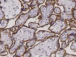 CD46 Antibody in Immunohistochemistry (Paraffin) (IHC (P))