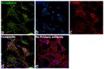 N-cadherin Antibody in Immunocytochemistry (ICC/IF)