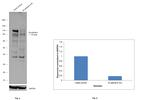 N-cadherin Antibody in Western Blot (WB)