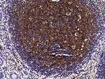 Apolipoprotein J Antibody in Immunohistochemistry (Paraffin) (IHC (P))