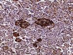 Apolipoprotein J Antibody in Immunohistochemistry (Paraffin) (IHC (P))