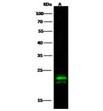 CMPK1 Antibody in Western Blot (WB)