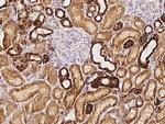 COX5B Antibody in Immunohistochemistry (Paraffin) (IHC (P))