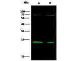 CTHRC1 Antibody in Western Blot (WB)