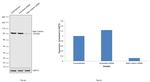 beta Catenin Antibody