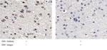 DOPA Decarboxylase Antibody in Immunohistochemistry (Paraffin) (IHC (P))