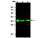 ECH1 Antibody in Western Blot (WB)