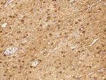 NSE Antibody in Immunohistochemistry (Paraffin) (IHC (P))