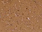 NSE Antibody in Immunohistochemistry (Paraffin) (IHC (P))