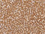 ENTPD5 Antibody in Immunohistochemistry (Paraffin) (IHC (P))