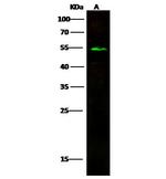 ENTPD5 Antibody in Western Blot (WB)