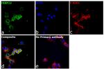 FKBP12 Antibody in Immunocytochemistry (ICC/IF)