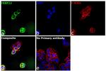 FKBP12 Antibody in Immunocytochemistry (ICC/IF)