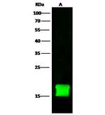 FKBP12 Antibody in Western Blot (WB)