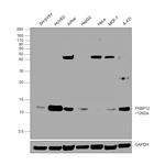 FKBP12 Antibody in Western Blot (WB)