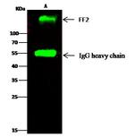 Fibronectin Antibody in Immunoprecipitation (IP)