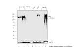 Fibronectin Antibody in Western Blot (WB)