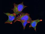 GBA3 Antibody in Immunocytochemistry (ICC/IF)