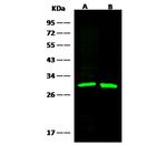 GSTM2 Antibody in Western Blot (WB)