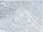 Granzyme B Antibody in Immunohistochemistry (Paraffin) (IHC (P))