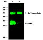 HNMT Antibody in Immunoprecipitation (IP)