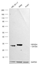 15-PGDH Antibody