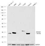 15-PGDH Antibody in Western Blot (WB)