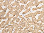 HYOU1 Antibody in Immunohistochemistry (Paraffin) (IHC (P))