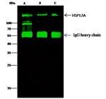 HYOU1 Antibody in Immunoprecipitation (IP)