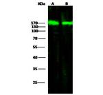 HYOU1 Antibody in Western Blot (WB)