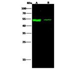 IFNAR2 Antibody in Western Blot (WB)