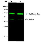 CD123 Antibody in Immunoprecipitation (IP)