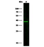 CD123 Antibody in Western Blot (WB)