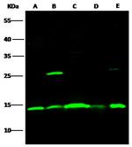 ISG15 Antibody in Western Blot (WB)